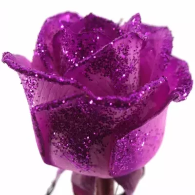 Růžová růže PINK GLITTER VENDELA 70cm