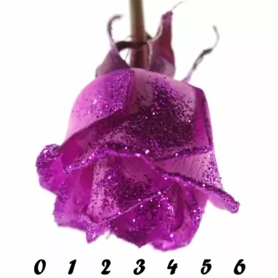 Růžová růže PINK GLITTER VENDELA 70cm