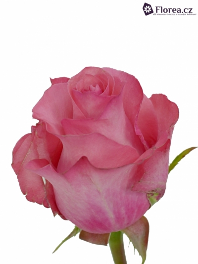 Růžová růže PINK LOVE 60cm