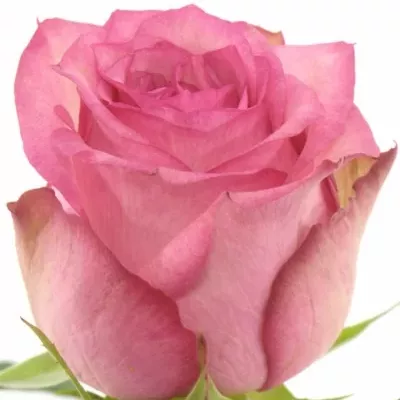 Růžová růže PINK SHADOW 60cm (L)