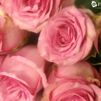 Růžová růže PINK SHADOW 50cm (XL)