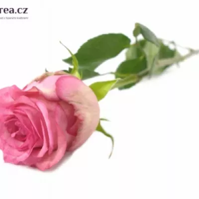 Růžová růže PINK SHADOW 50cm (XL)