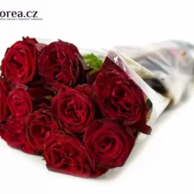 Červená růže POCO LOCO 55cm