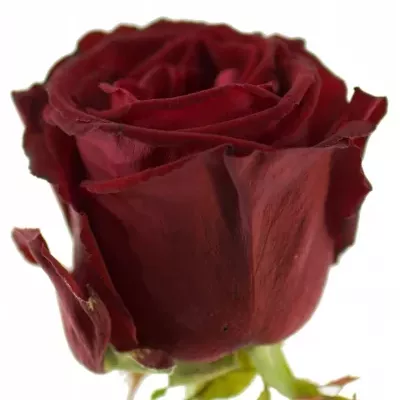 Červená růže POCO LOCO 60cm