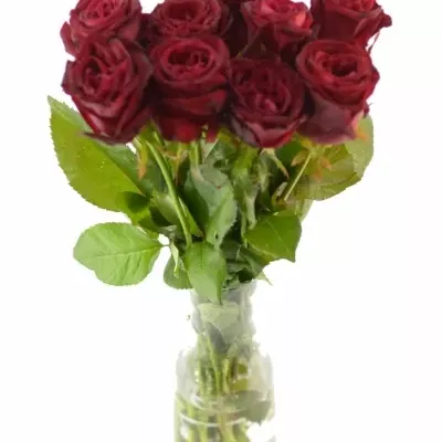 Červená růže POCO LOCO 55cm