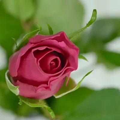 Červená růže POISON 50cm