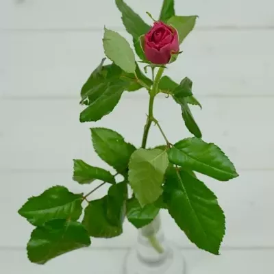 Červená růže POISON 50cm