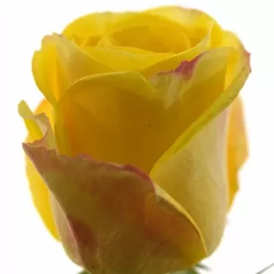 Žlutá růže POKERFACE 70cm (XL)