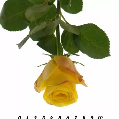 Žlutá růže POKERFACE 70cm