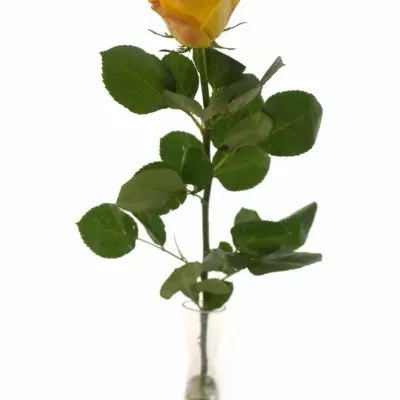 Žlutá růže POKERFACE 70cm