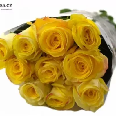 Žlutá růže POKERFACE 70cm