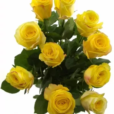 Žlutá růže POKERFACE 70cm