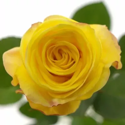 Žlutá růže POKERFACE 70cm