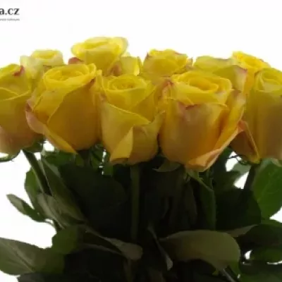 Žlutá růže POKERFACE 70cm