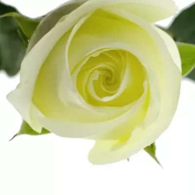Bílá růže POLAR STAR 70cm