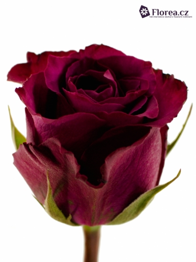 Fialová růže PRECIOUS MOMENT 50cm