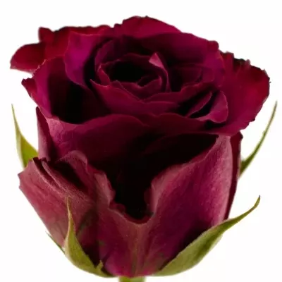 Fialová růže PURPLE DREAM 60cm