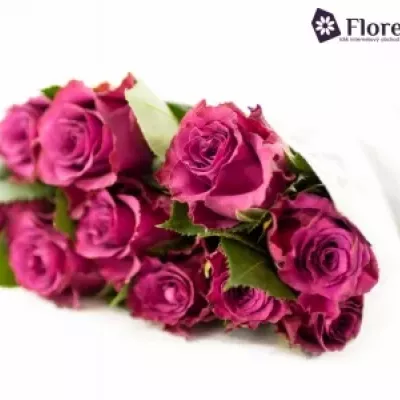 Fialová růže PURPLE DREAM 60cm