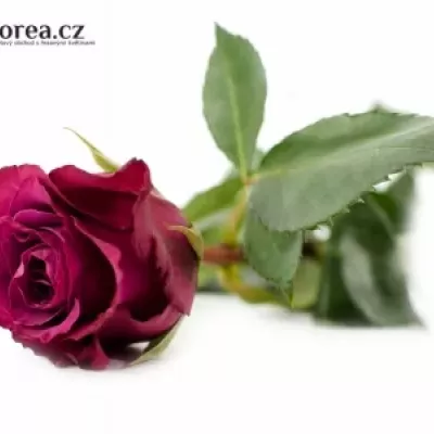 Fialová růže PURPLE DREAM 60cm