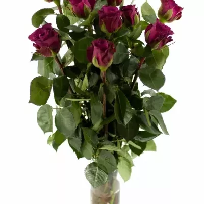 Fialová růže PURPLE DREAM 60cm