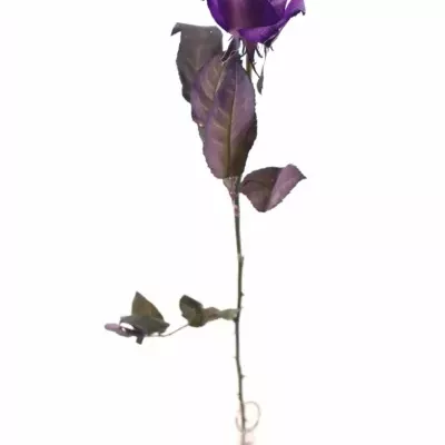 Fialová růže PURPLE GLITTER VENDELA 70cm