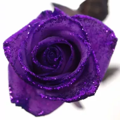 Fialová růže PURPLE GLITTER VENDELA 70cm