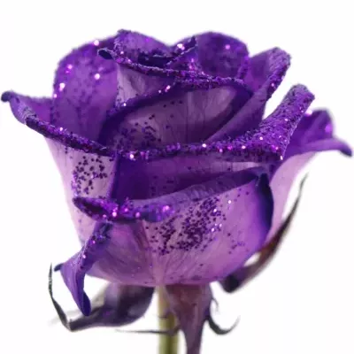 Fialová růže PURPLE GLITTER VENDELA 70cm
