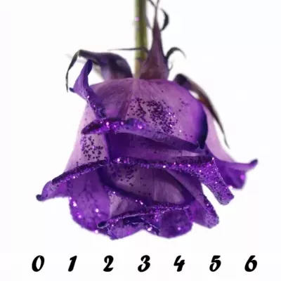 Fialová růže PURPLE GLITTER VENDELA 70cm