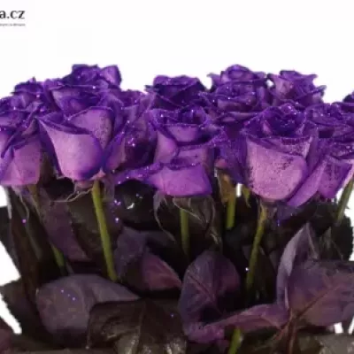 Fialová růže PURPLE GLITTER VENDELA 70cm