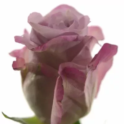Fialová růže PURPLE HAZE 50cm