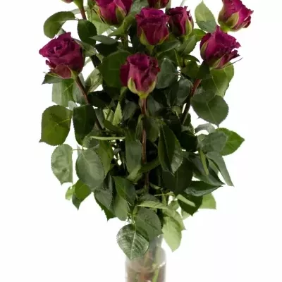 Fialová růže PURPLE SKY 60cm