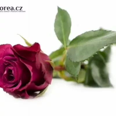 Fialová růže PURPLE SKY 60cm