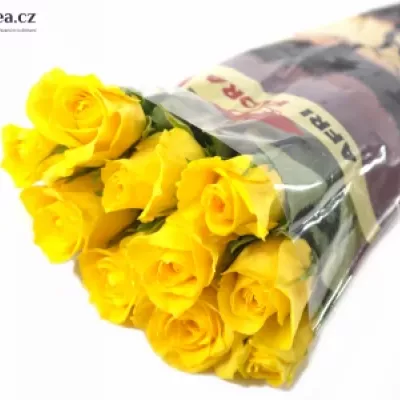 Žlutá růže RAFIKI 30cm