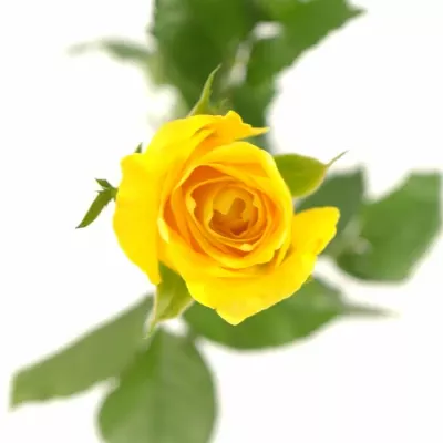 Žlutá růže RAFIKI 30cm