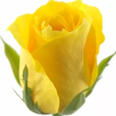 Žlutá růže RAFIKI 40cm (S)