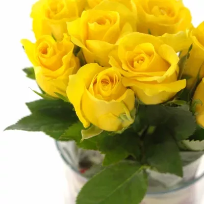 Žlutá růže RAFIKI 30cm