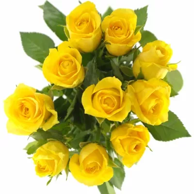 Žlutá růže RAFIKI 30cm