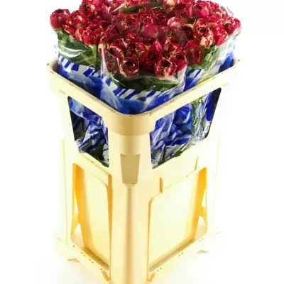 Červenobílá růže RANUNCULA 50cm