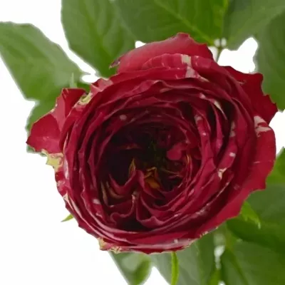 Červenobílá růže RANUNCULA 50cm