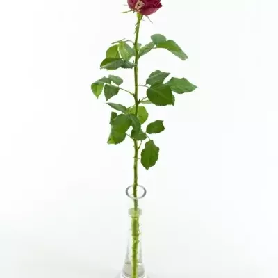 Červenobílá růže RANUNCULA 50cm