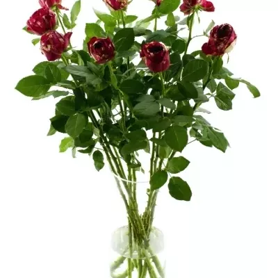 Červenobiela ruže RANUNCULA 50cm