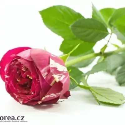 Červenobílá růže RANUNCULA 50cm