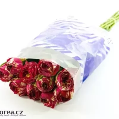 Červenobílá růže RANUNCULA 50cm