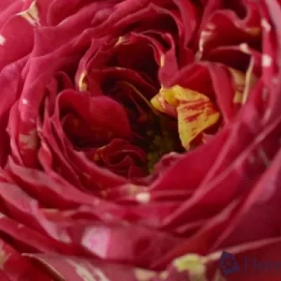 Červenobiela ruže RANUNCULA 50cm