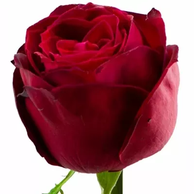 Červená růže RED DESIRE 80cm