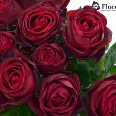 Červená růže RED DESIRE 100cm