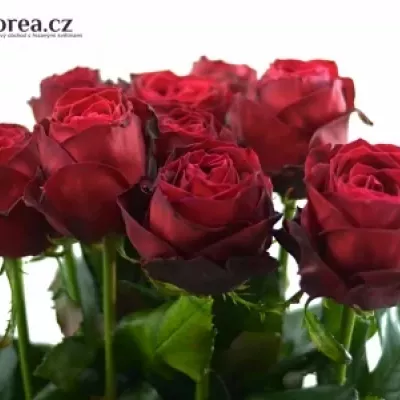 Červená růže RED DESIRE 100cm