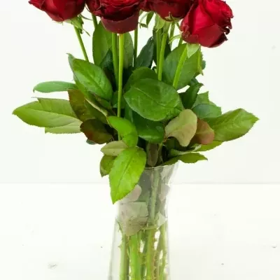 Červená růže RED DESIRE 100cm