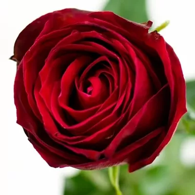 Červená růže RED DESIRE 100cm