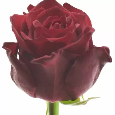 Červená růže RED KNIGHT 50cm